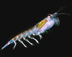 Antarctic Krill Characteristics, Diet, Breeding & Uses