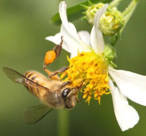 Honey Bee: Top Information & Facts You Need to Know