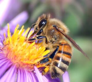Best Guide For Feeding Honey Bees For Good Production