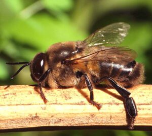 Honey Bee Species You Should Know For Beekeeping