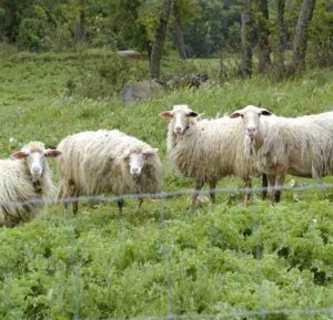 Appenninica Sheep Characteristics, Uses & Origin