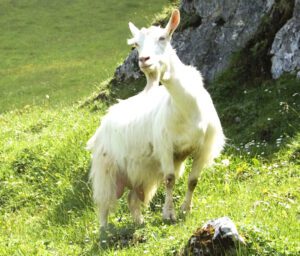 Appenzell Goat Characteristics, Uses & Origin
