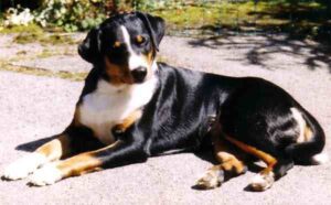 Appenzeller Sennenhund Dog Characteristics, Origin
