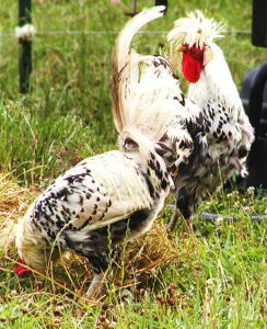 Appenzeller Spitzhauben Chicken Farming Business
