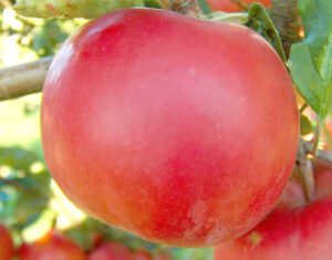 Apple Farming: Best Business Plan For Beginners