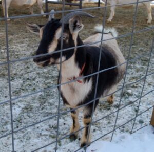 Arapawa Goat Characteristics, Origin & Uses Info