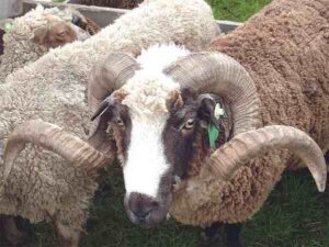 Arapawa Sheep Characteristics, Origin & Uses Info