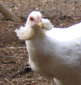 Araucana Chicken Farming: Business Starting Plan