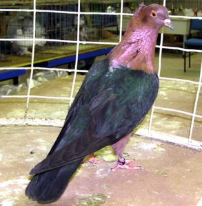 Archangel Pigeon: Characteristics & Best 20 Facts