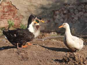 ducks, raising ducks as pets, pet ducks, are ducks good pets, are ducks good as pets