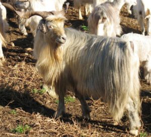 Argentata dell’Etna Goat Characteristics & Uses
