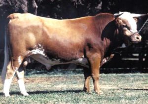 Argentine Criollo Cattle Characteristics, Origin & Uses