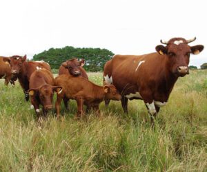 Armorican Cattle Characteristics, Uses & Origin
