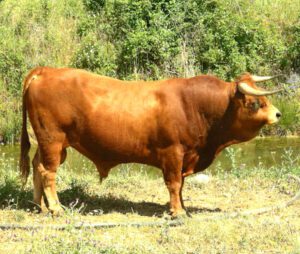 Arouquesa Cattle Characteristics, Uses & Origin