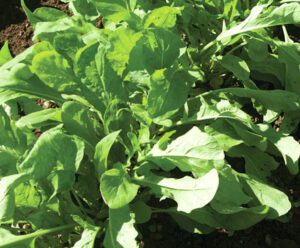 Growing Arugula: Best Organic Production Guide