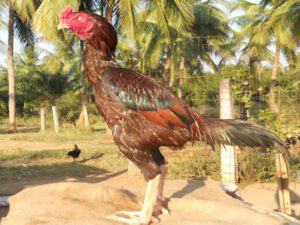 Asil Chicken Farming: Start Highly Profitable Business