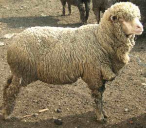 Askanian Sheep Characteristics, Uses & Origin
