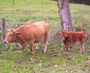 Asturian Valley Cattle Characteristics, Origin, Uses