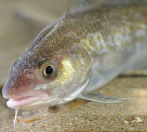 Atlantic Cod Fish Characteristics, Diet, Breeding