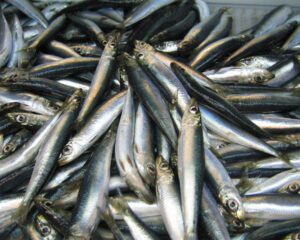 Atlantic Herring Fish Characteristics, Diet, Breeding