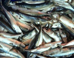 Atlantic Mackerel Fish Characteristics, Diet, Breeding