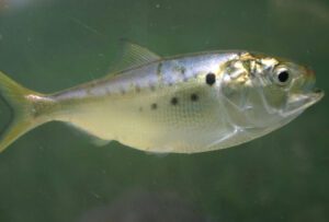 Atlantic Menhaden Fish Characteristics, Breeding