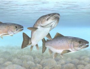 Atlantic Salmon Characteristics, Feeding, Breeding