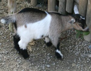 How To Attract A Goat When it Escape: Best 12 Tips