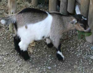 How To Call A Goat: Best Guide For Beginners