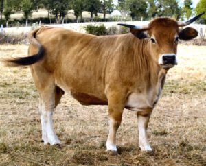 Aubrac Cattle Characteristics, Origin & Uses