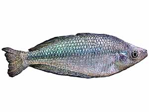 Australian Rainbow fish, Australian Rainbow fish size, Australian Rainbow fish characteristics, Australian Rainbow fish weight, Australian Rainbow fish behavior, Australian Rainbow fish lifespan, Australian Rainbow fish price