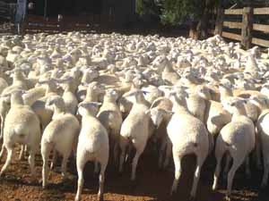 Australian White sheep, Australian White sheep origin, Australian White sheep characteristics, Australian White sheep size, Australian White sheep color, Australian White sheep price, Australian White sheep uses