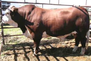Australian Braford Cattle Characteristics, Origin, Uses