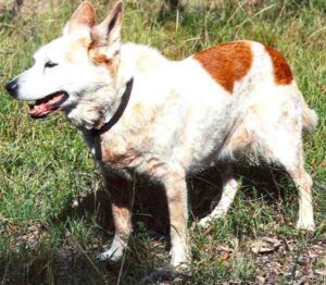 Australian Cattle Dog: Characteristics, Origin, Lifespan