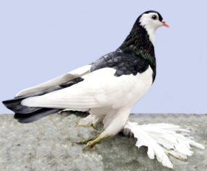Australian Saddleback Tumbler Pigeon Characteristics