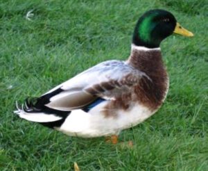 Australian Spotted Duck Characteristics, Uses & Origin