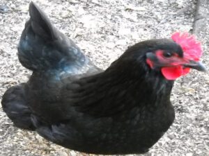English Poultry Breeds: Best Raising Tips & 17 Facts