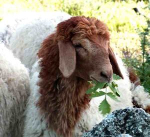 Awassi Sheep: Characteristics, Origin, Uses Info