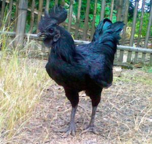 Ayam Cemani Chicken Farming Business