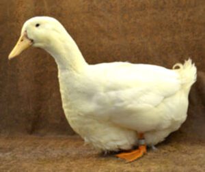 Aylesbury Duck Characteristics, Origin & Uses Info