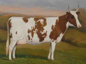 Ayrshire Cattle: Characteristics, Uses, Origin