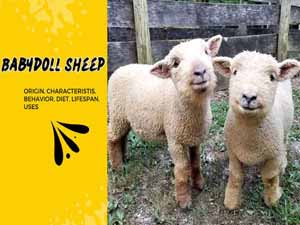 babydoll sheep, babydoll sheep origin, babydoll sheep characteristics, babydoll sheep uses, babydoll sheep lifespan