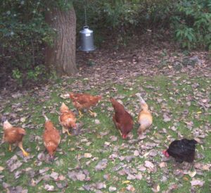 How to Raise Backyard Chickens