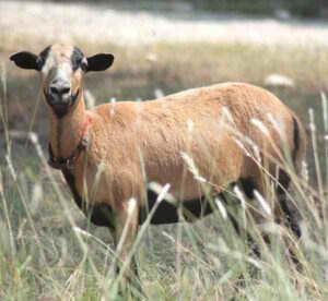 Barbados Blackbelly Sheep: Uses & Best 15 Facts