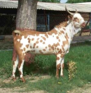 Barbari Goat Characteristics, Origin, Uses