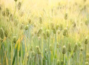 Barley Farming Business Plan For Beginners
