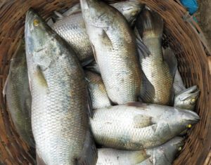 Barramundi Fish Characteristics, Feeding, Breeding