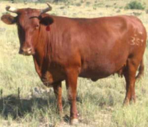 Barzona Cattle Characteristics, Uses & Origin