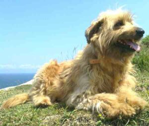 Basque Shepherd Dog: Characteristics, Origin, Temperament