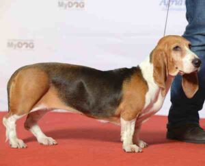 Basset Artesien Normand Dog: Characteristics, Origin